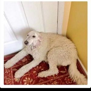 Meet your Posher, Jacob