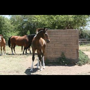Meet your Posher, Steve