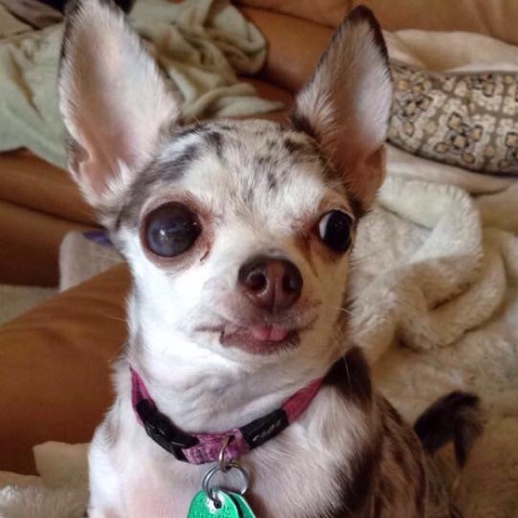 Meet your Posher, Sam - Picture 1 of 1