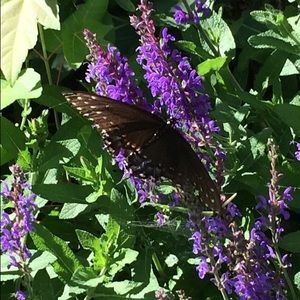 Meet your Posher, Jamie