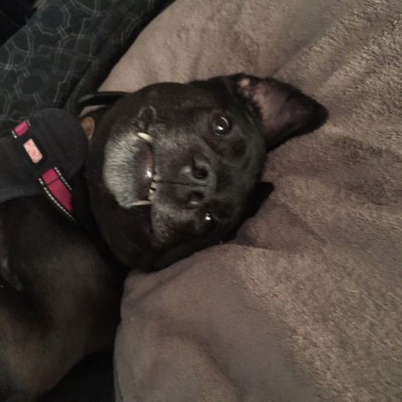 Meet your Posher, Holly - Picture 2 of 3