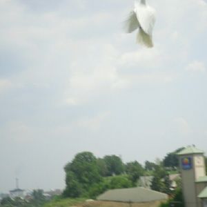 Meet your Posher, Kida