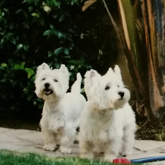 Meet your Posher, DeAnn - Picture 2 of 2