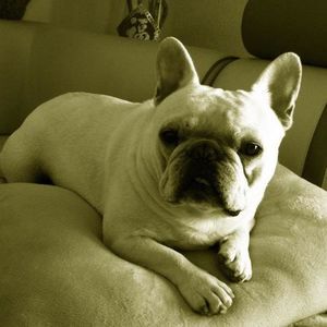 Meet your Posher, Ray