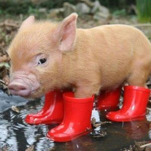 Meet your Posher, W.r.