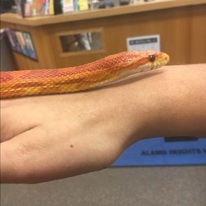 Meet your Posher, Alexis