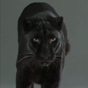 Meet your Posher, Armando