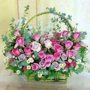 Meet your Posher, Elva