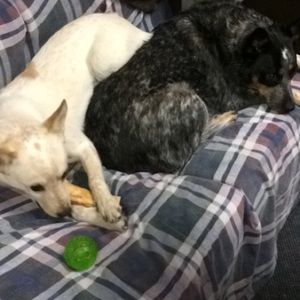 Meet your Posher, Abby