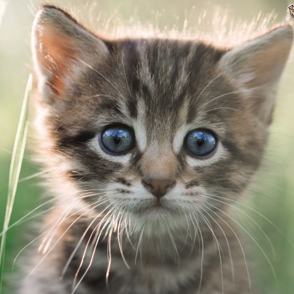 Meet your Posher, Bailey - Picture 1 of 1