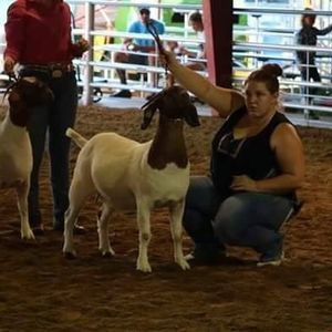 Meet your Posher, Cheyenne