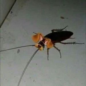 Meet your Posher, Quiana