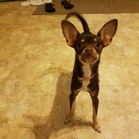 Meet your Posher, Bailey