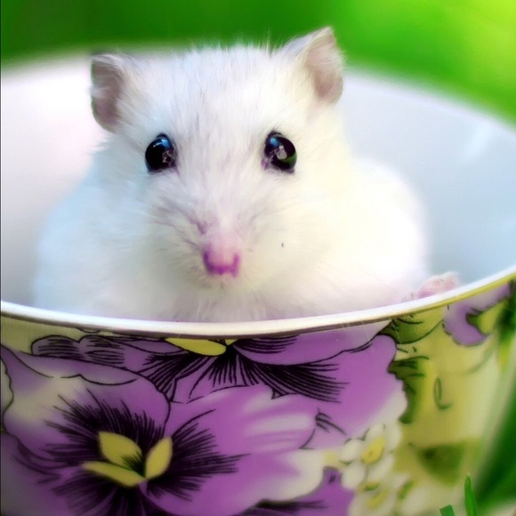 Meet your Posher, Kristi - Picture 1 of 1