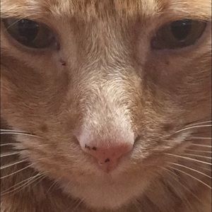 Meet your Posher, Brady