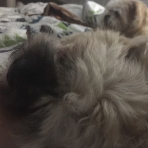 Meet your Posher, Rusty