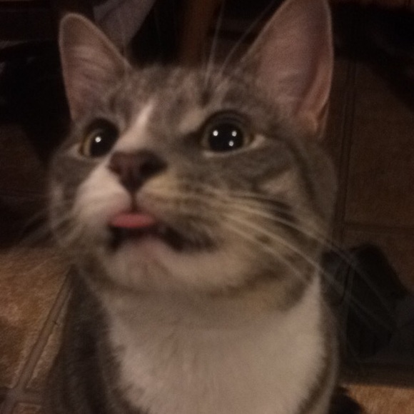 Meet your Posher, Rachael - Picture 1 of 1