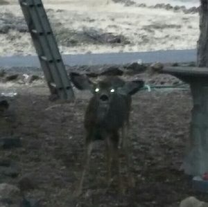 Meet your Posher, Carolyn