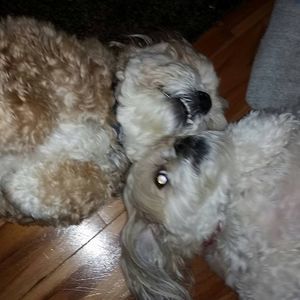 Meet your Posher, Dawn