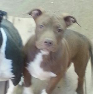 Meet your Posher, Donald