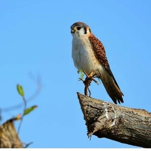 Meet your Posher, Charles