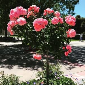 Meet your Posher, Loretta