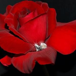 Meet your Posher, Diamond