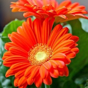 Meet your Posher, Elsa