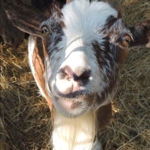 Meet your Posher, Tammy