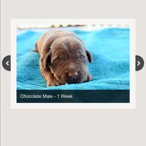 Meet your Posher, Lori