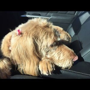 Meet your Posher, Ann