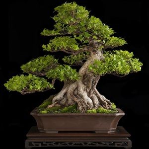 Meet your Posher, Anhtuan