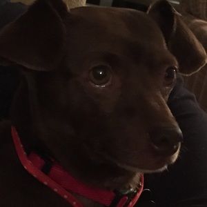 Meet your Posher, Lucy