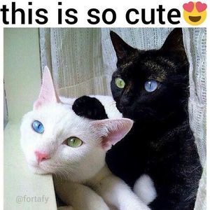 Meet your Posher, Miriam