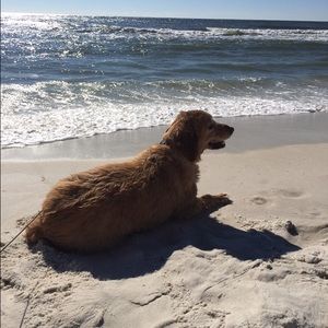 Meet your Posher, Bonnie