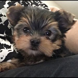 Meet your Posher, Linda