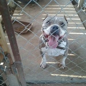 Meet your Posher, Herman