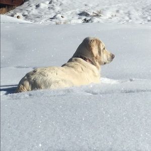 Meet your Posher, Patty