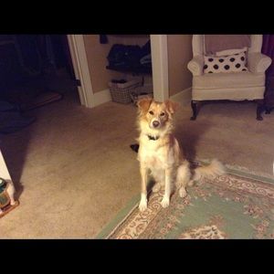 Meet your Posher, Ann