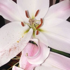 Meet your Posher, Katrina