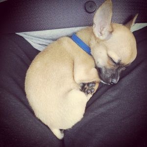 Meet your Posher, Diana