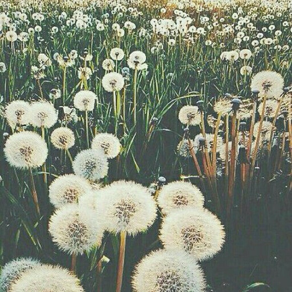 Meet your Posher, Cassie - Picture 1 of 1