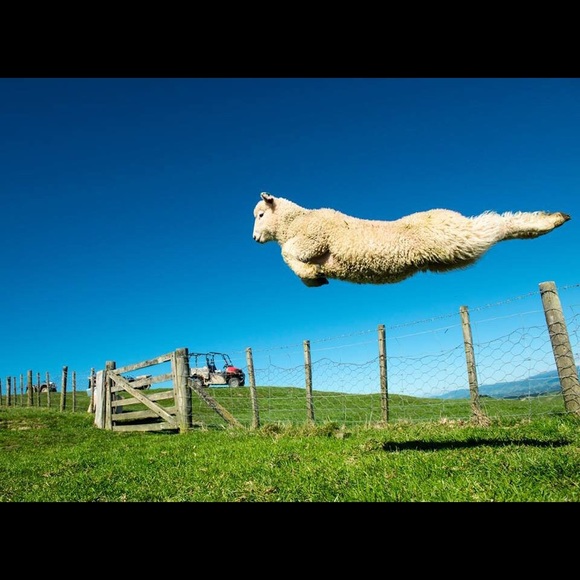 Meet your Posher, Sam - Picture 1 of 1