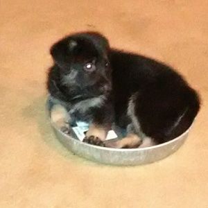 Meet your Posher, Janice