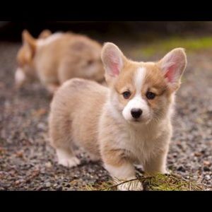 Meet your Posher, Tanequa