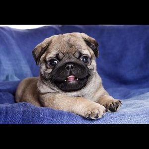 Meet your Posher, Sammy