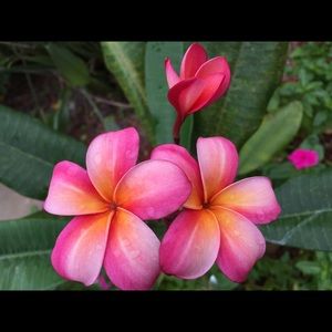 Meet your Posher, Sum yu