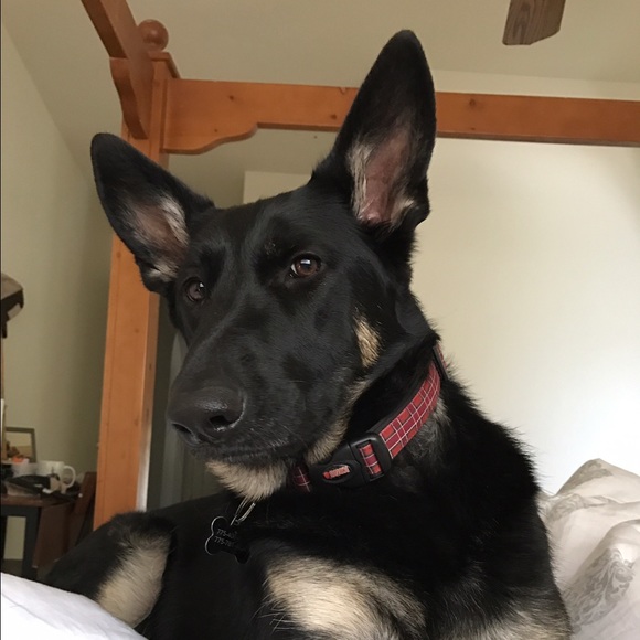 Meet your Posher, Casey - Picture 1 of 1