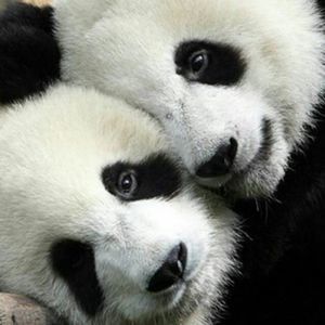 Meet your Posher, Carol