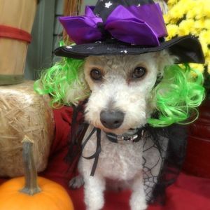 Meet your Posher, Diana